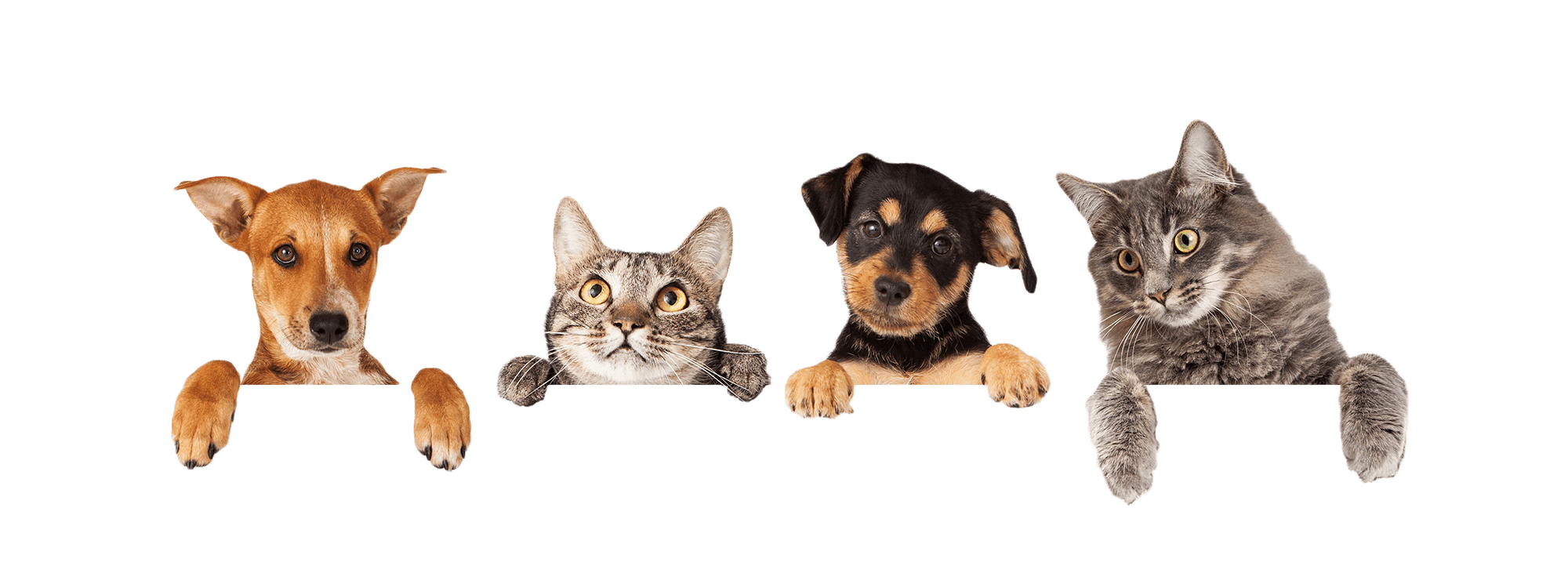 Pets